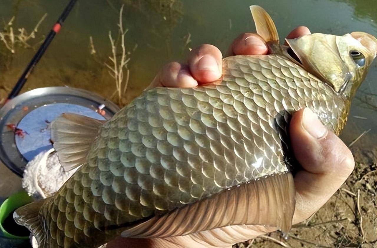 釣圖解長度草魚線子多長合適_釣草魚子線長度圖解_釣草魚子線的長度