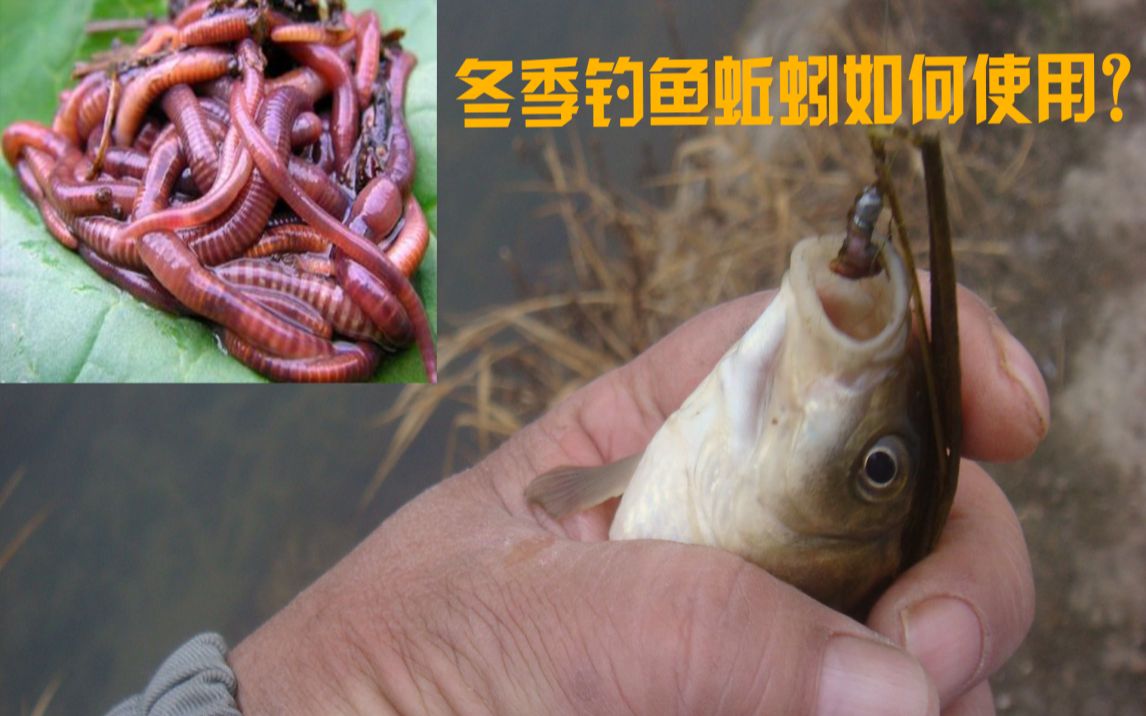 細雨來，芙蓉堂處有輕雷，一定有好收獲