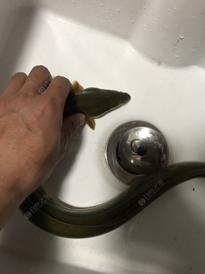 誘捕黃鱔有哪些方法_黃鱔誘捕方法有哪幾種_黃鱔怎么誘捕