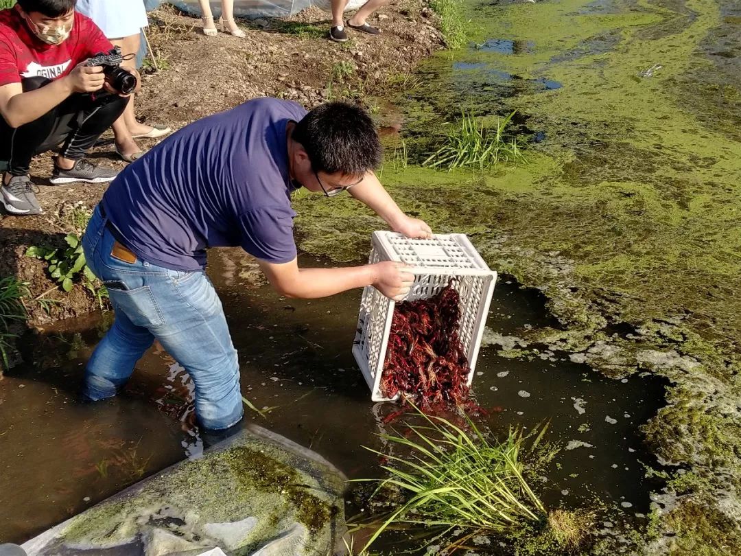 似蝦又似魚村民猜測是三眼恐龍蝦