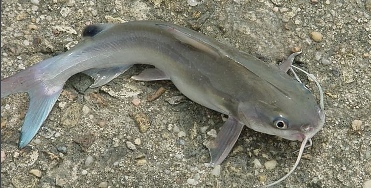 國內鯰魚的種類_國內鯰魚_我國鯰魚有幾種