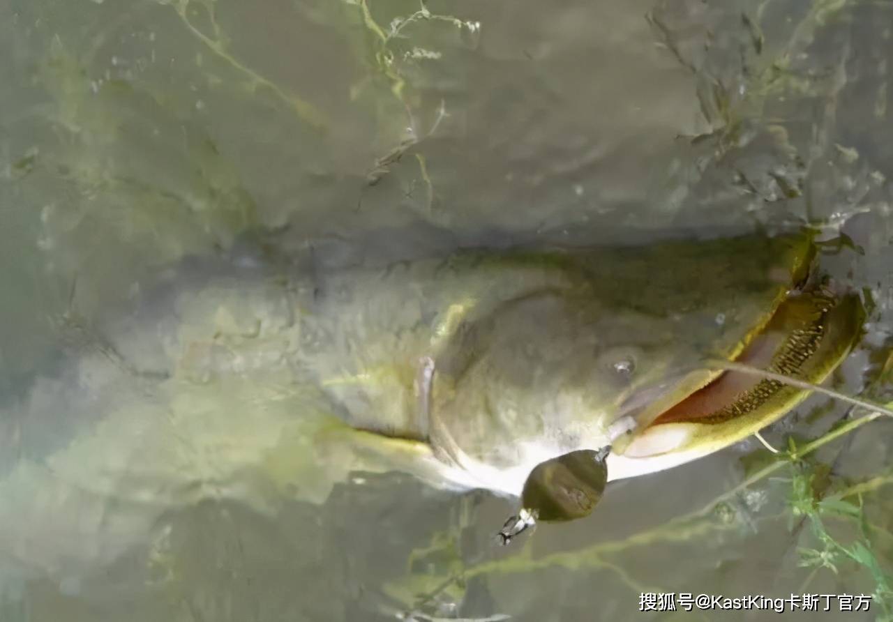 我國鯰魚有幾種_國內鯰魚的種類_國內鯰魚