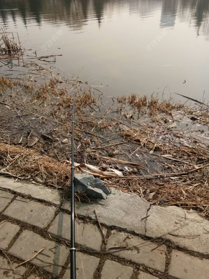 春季釣鯉魚餌料配方_春季釣鯉魚餌料搭配_釣春季鯉魚配方餌料怎么配