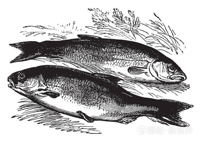 釣草魚線組_釣草魚魚線_釣草魚子線長度圖解
