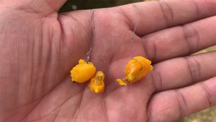 玉米釣鯉魚餌料配方大全_釣鯉魚餌料好還是玉米好_好釣玉米鯉魚餌料有哪些
