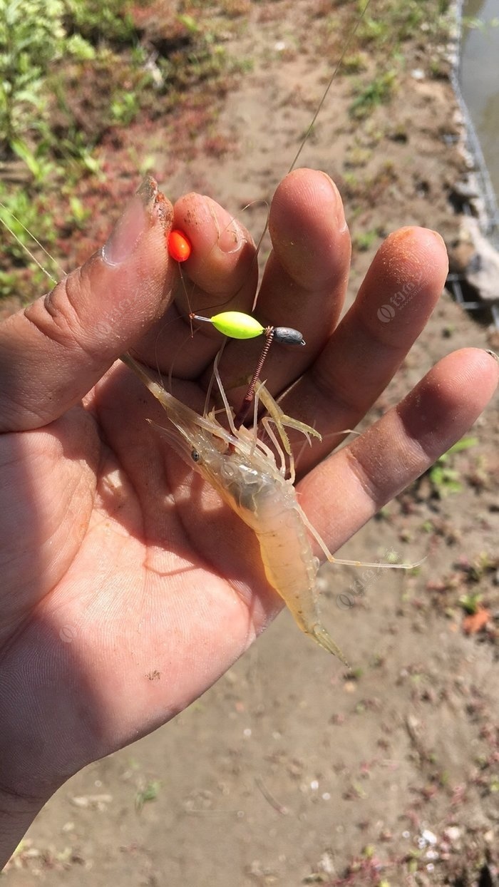 海釣鱸魚線組做法_海釣鱸魚的線組_海釣鱸魚線組圖