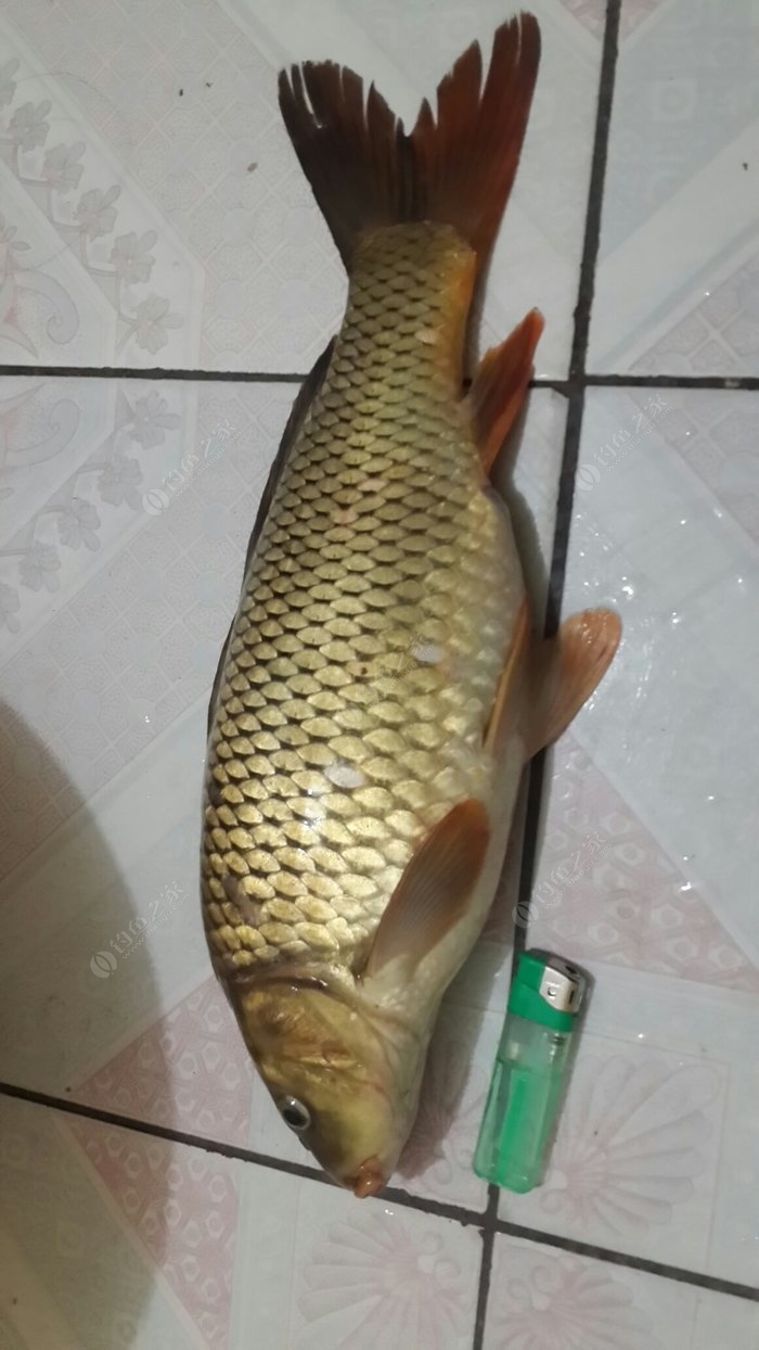 漳州釣魚網_福建漳州釣魚_漳州市區釣魚地點