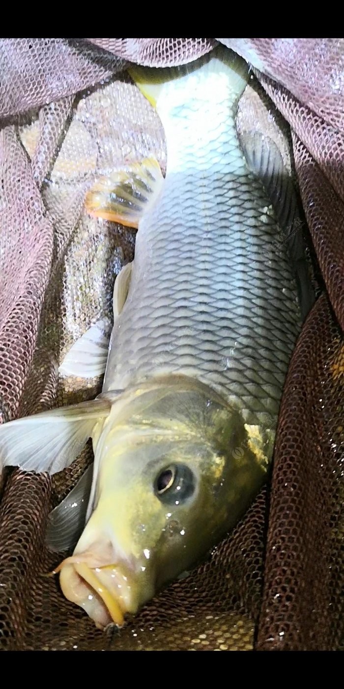福建漳州釣魚_漳州釣魚網_漳州市區釣魚地點