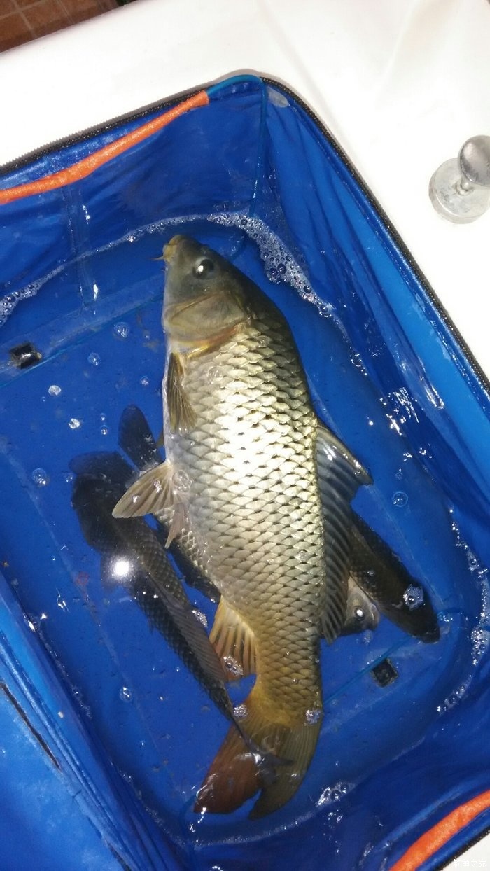 釣鯉魚餌料好還是玉米好_好釣玉米鯉魚餌料推薦_玉米釣鯉魚餌料配方大全
