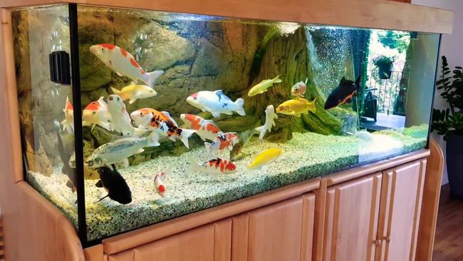養魚的數量_養魚數量有講究嗎_養魚數量講究