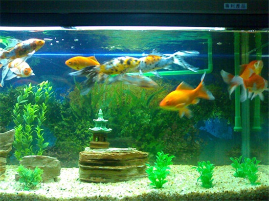 養魚數量講究_養魚的數量_養魚數量有講究嗎