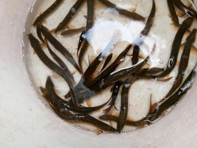 海鱸魚線組合_海釣鱸魚的線組_海釣鱸魚線組做法
