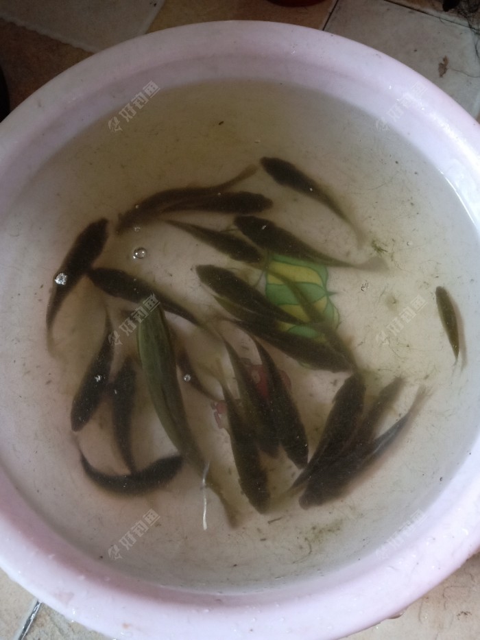 海釣鱸魚線組做法_海鱸魚線組合_海釣鱸魚的線組