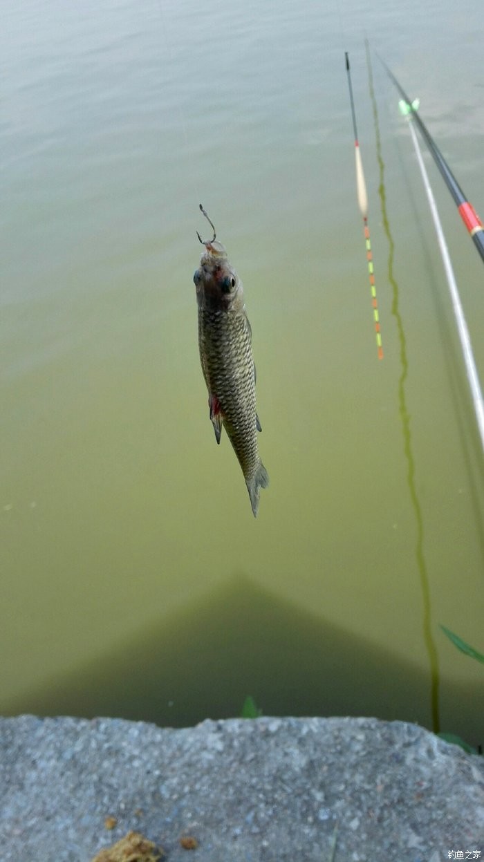 路亞小魚視頻_小汐路亞實戰_小夕路亞釣魚視頻