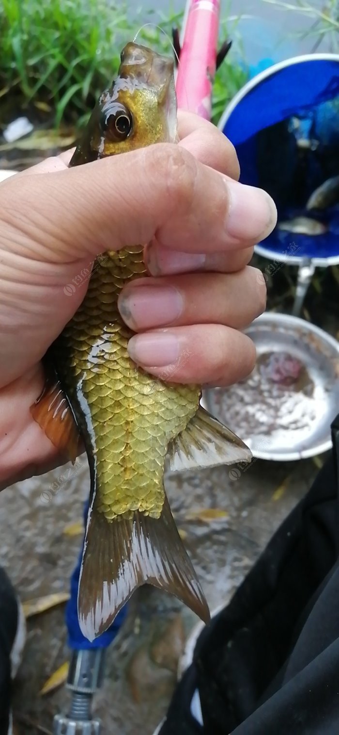 海鱸魚線組合_海釣鱸魚線組圖_海釣鱸魚線組做法