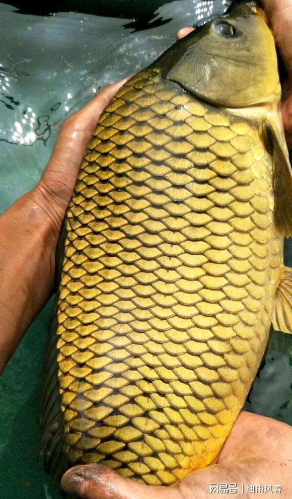 海鱸魚線組合_海釣鱸魚線組圖_海釣鱸魚線組做法