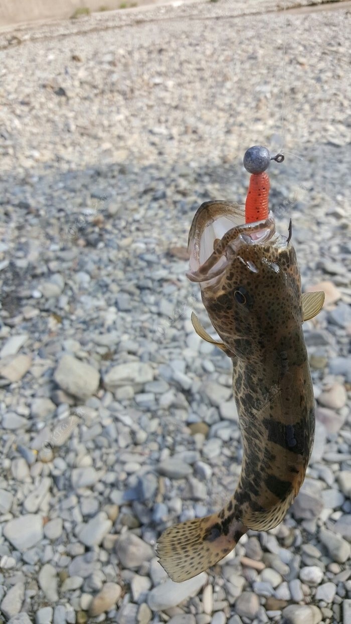 路亞鱖魚的最佳時間是晚上、凌晨和傍晚、傍晚