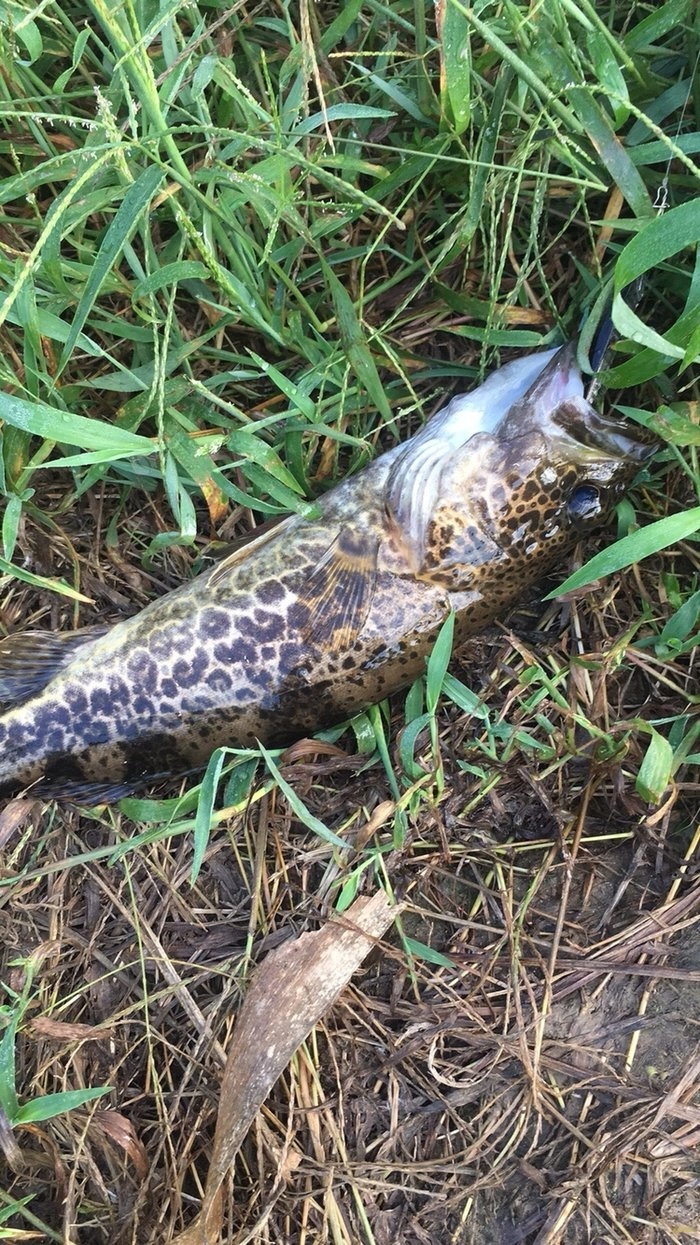 鱖魚的路亞釣法_小汐路亞鱖魚_推薦一款鱖魚路亞竿