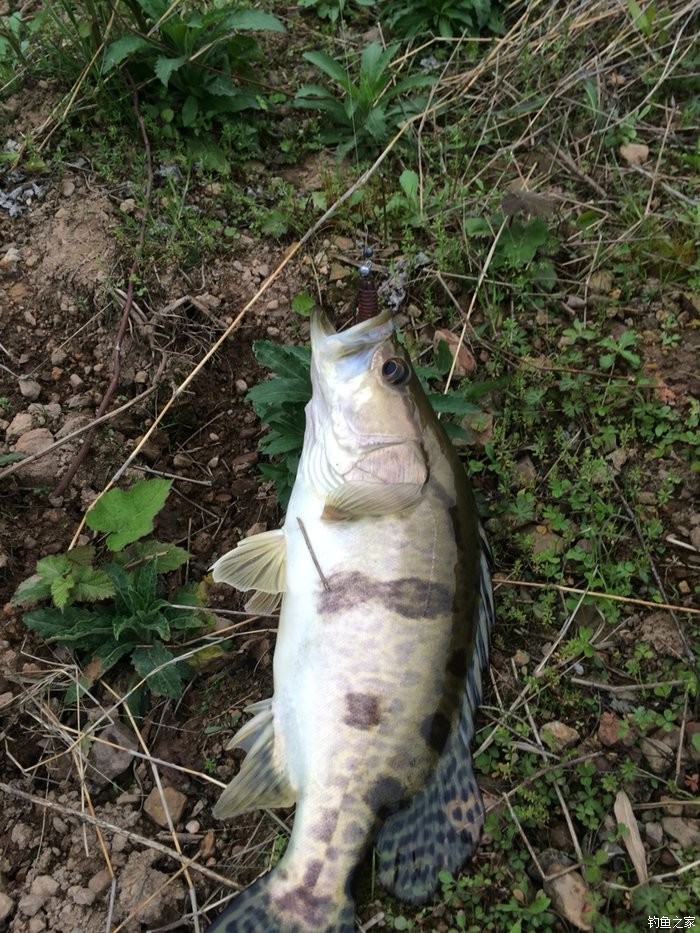 鱖魚的路亞釣法_推薦一款鱖魚路亞竿_小汐路亞鱖魚