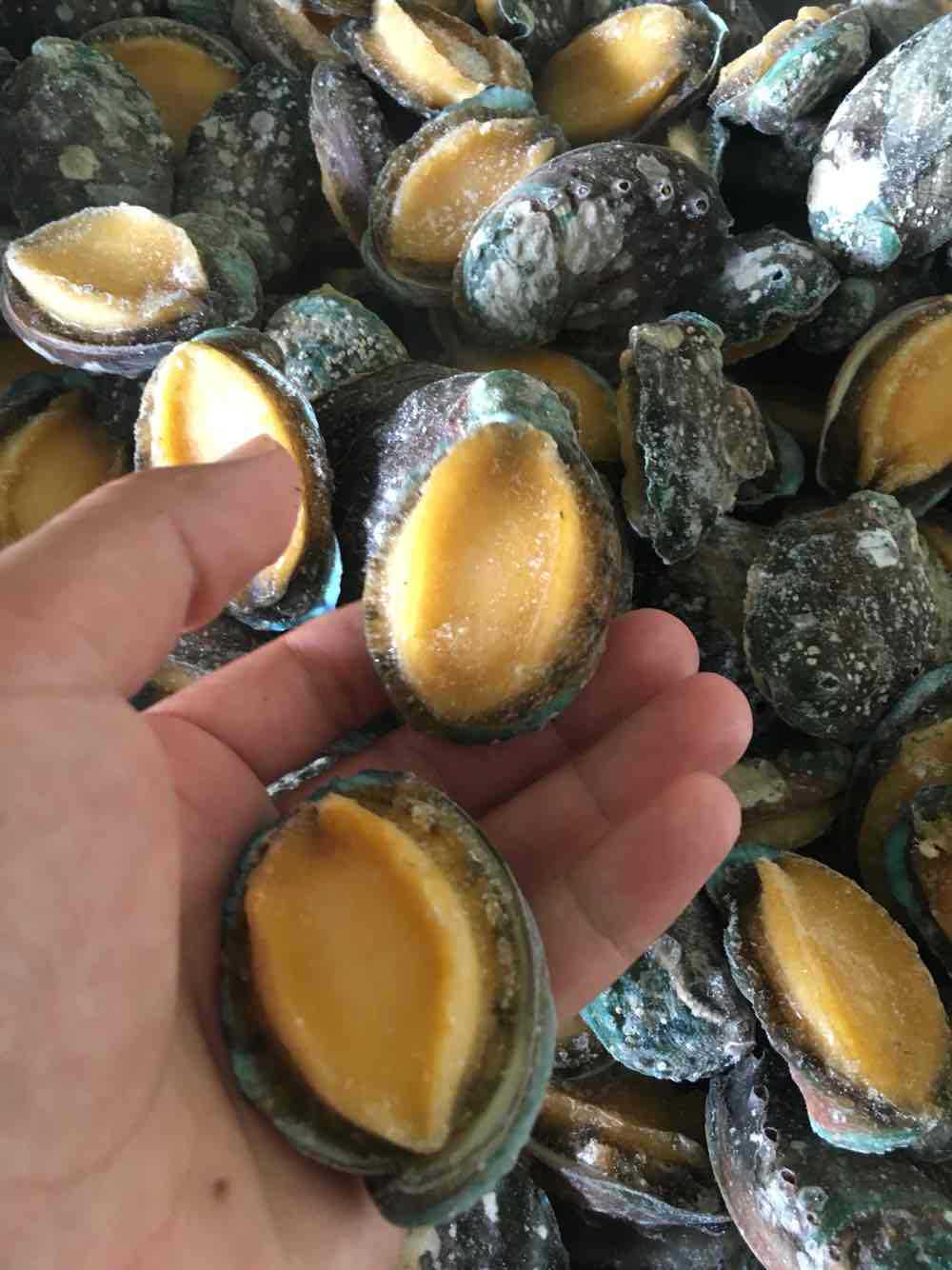 慈世堂：鮑魚屬于什么類的海鮮屬于貝類？