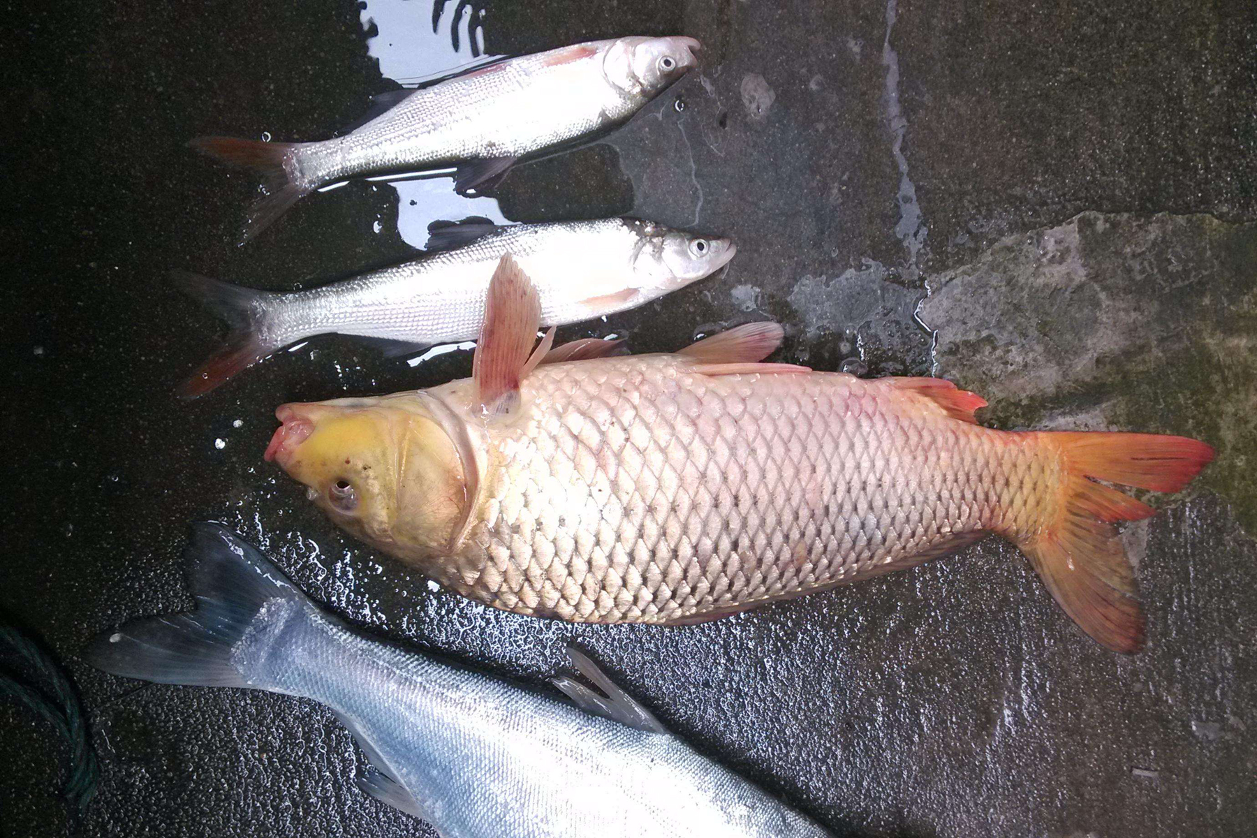 路亞海邊釣魚視頻_海釣大魚視頻路亞_海釣路亞視頻大全集