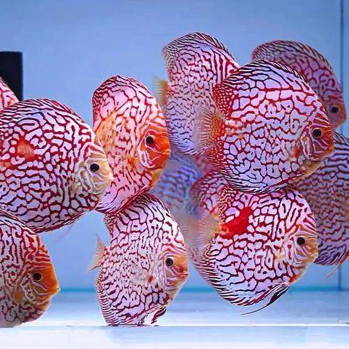 七彩仙女魚的繁殖教程，讓你輕松養出絢麗水族世界！