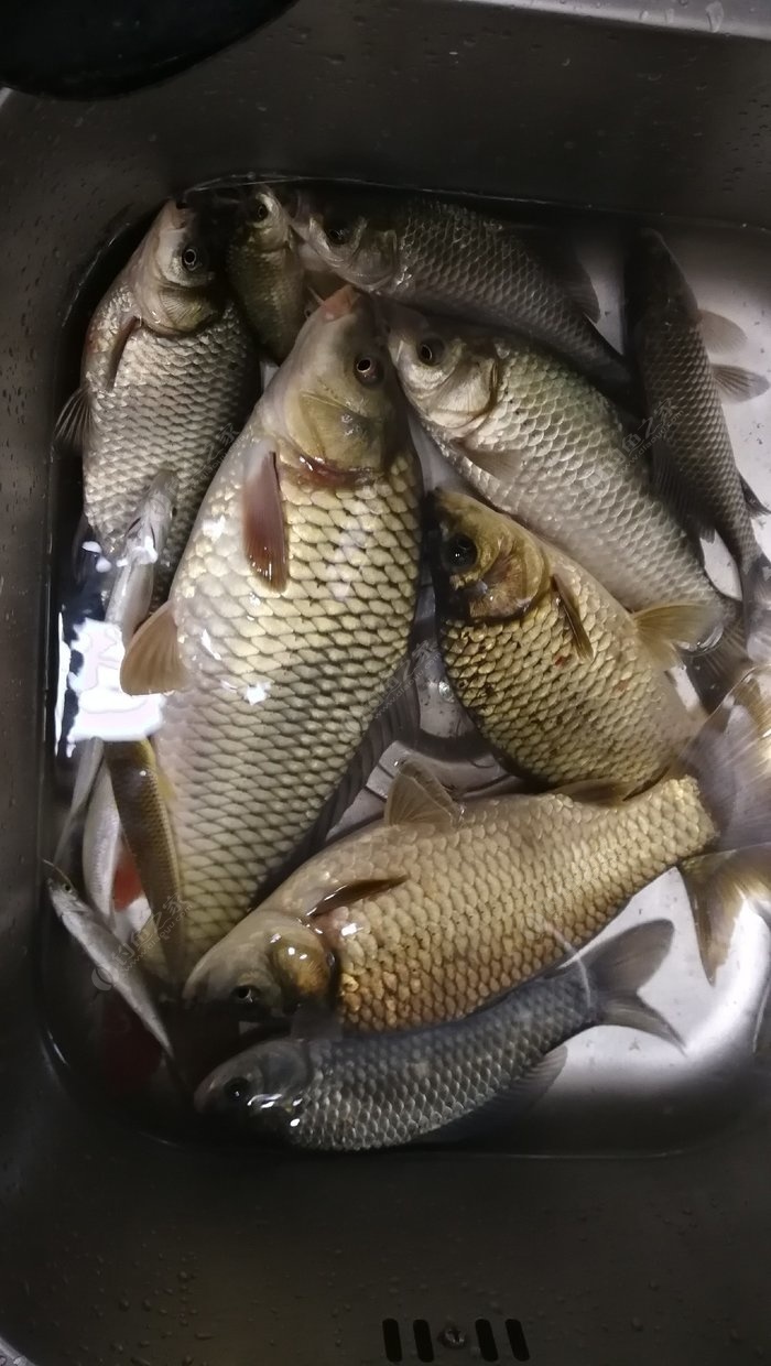 海釣魚技巧視頻教程_釣魚視頻海釣實戰大魚_海釣魚視頻教程
