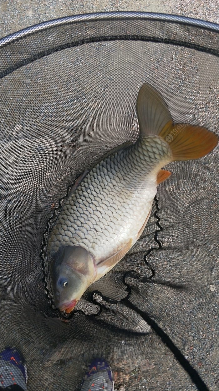 鳊魚釣法_鯪魚釣法_鯪魚釣法技巧