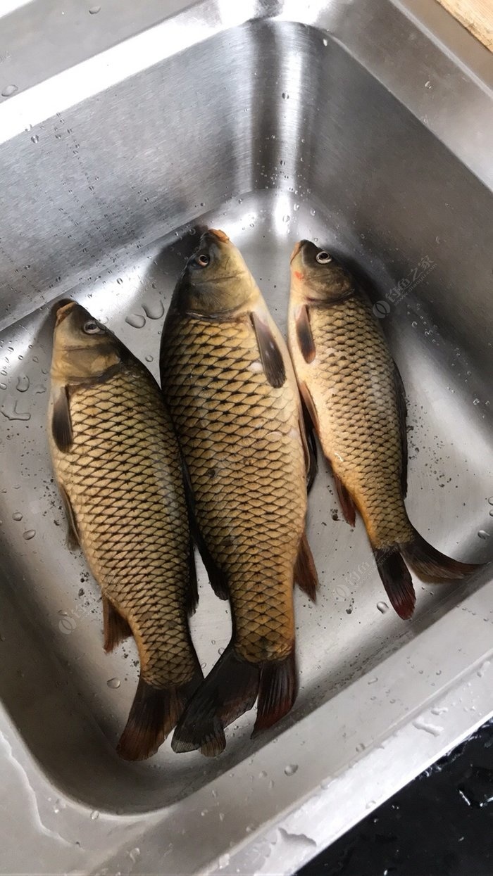 鳊魚釣法_鯪魚釣法技巧_鯪魚釣法