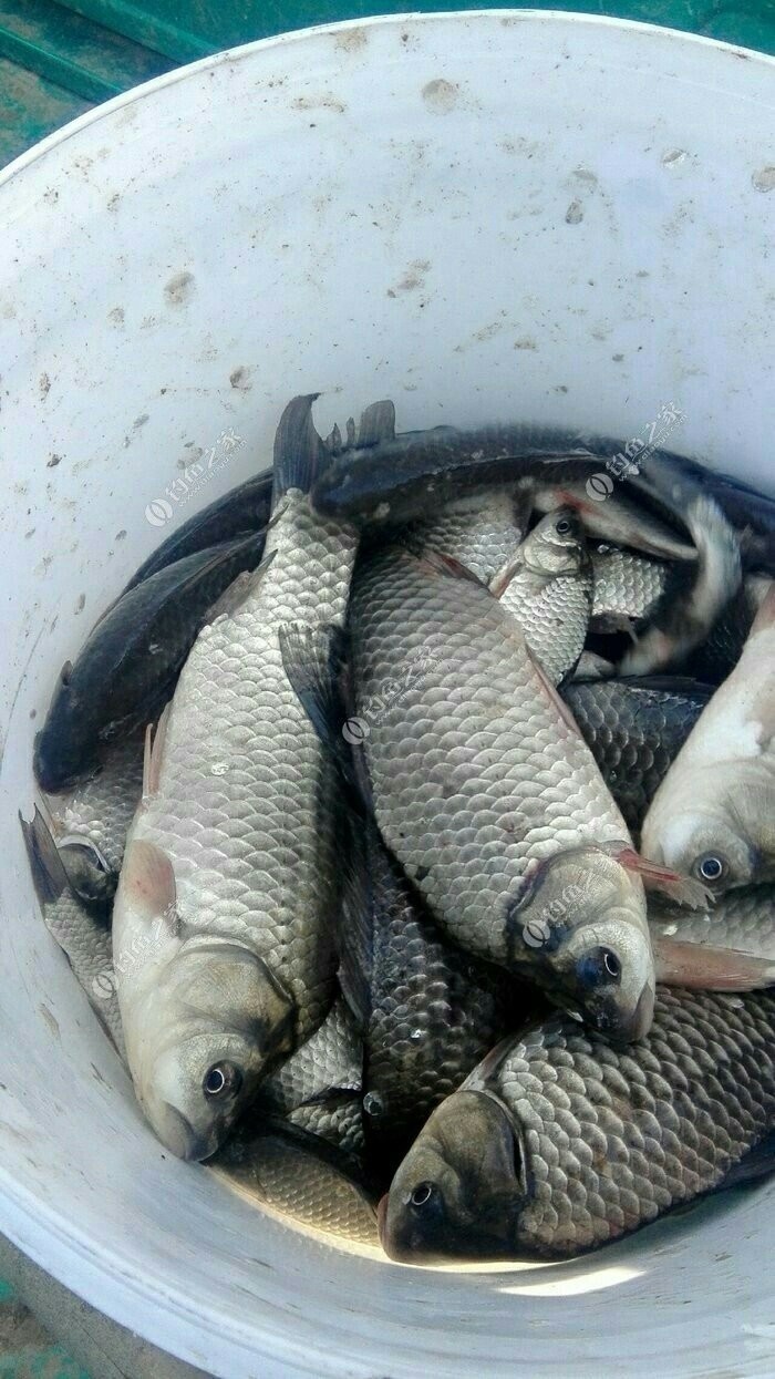 鯪魚釣法_鯪魚釣法技巧_鳊魚釣法