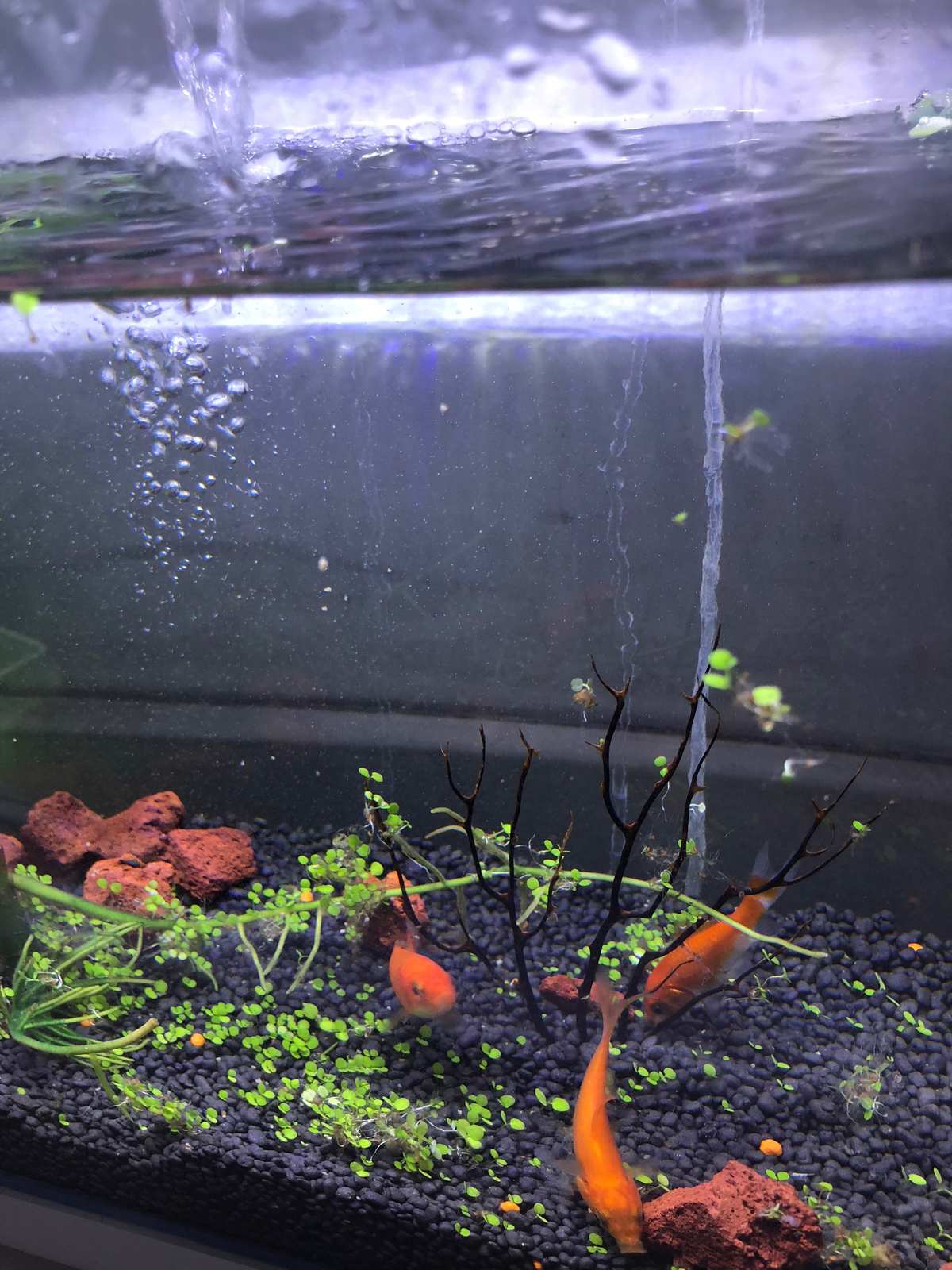 魚缸生態系統多久才能建立_生態魚缸_魚缸生態循環系統