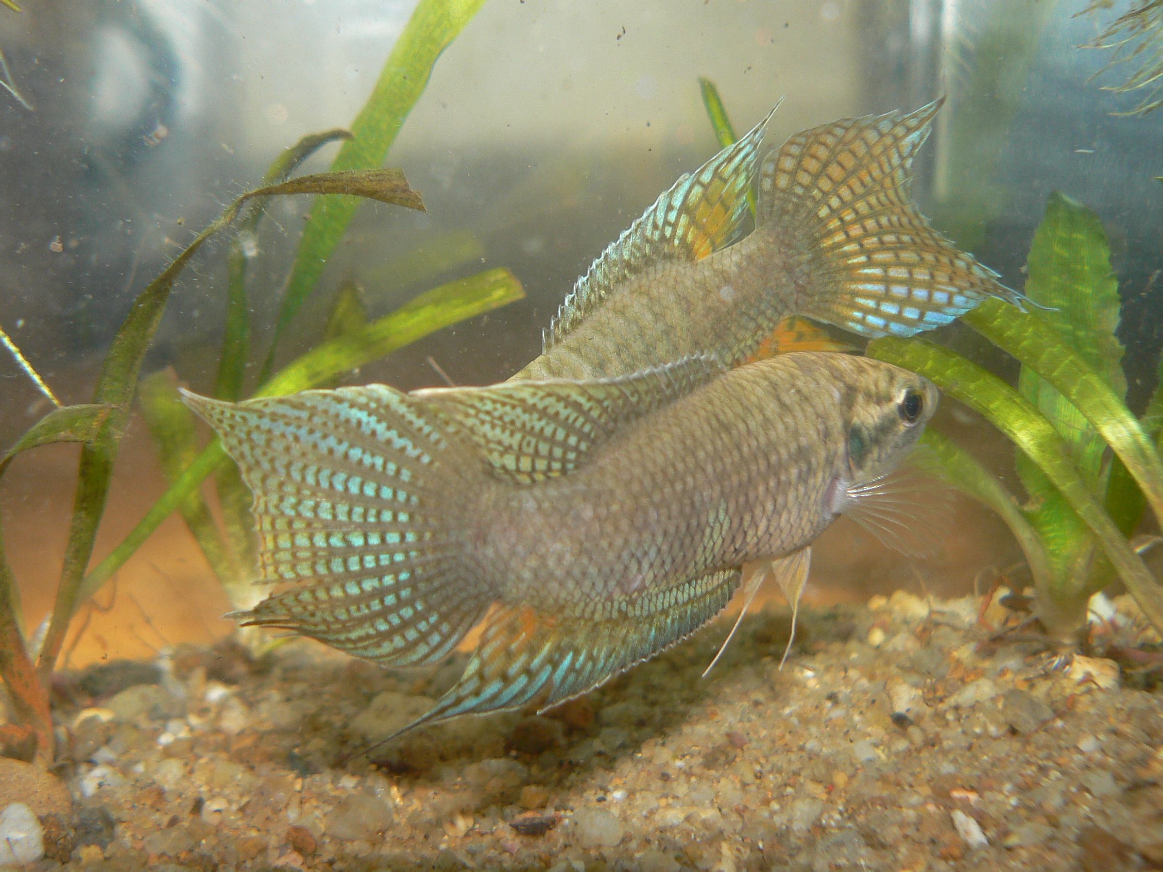 水魚繁殖_水族養殖_水族繁殖