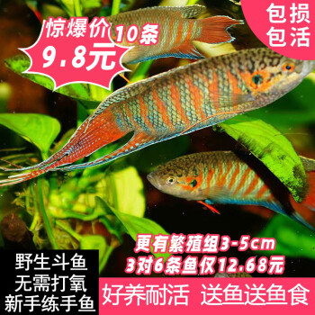 水族繁殖_水族養殖_水魚繁殖