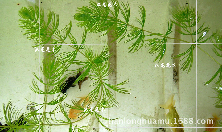 水族繁殖_水族箱繁殖的海水魚_水魚繁殖