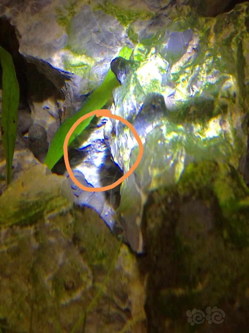 魚太陽洞車打一成語_太陽魚什么魚_魚太陽曬下會壞嗎