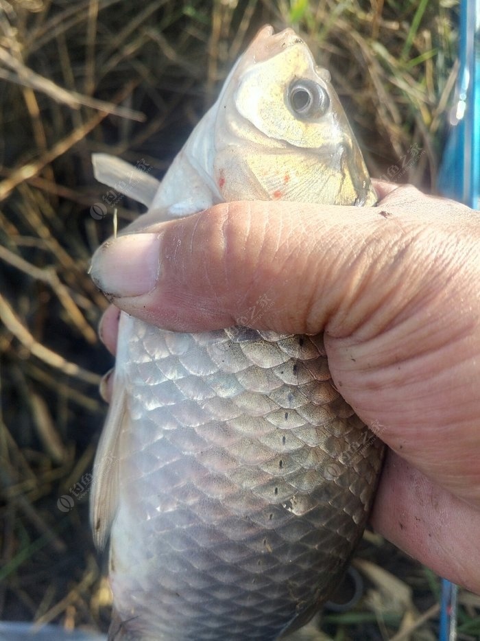 養紅鯽魚養幾條最好_紅鯽魚的正確養法_紅鯽魚養殖技術
