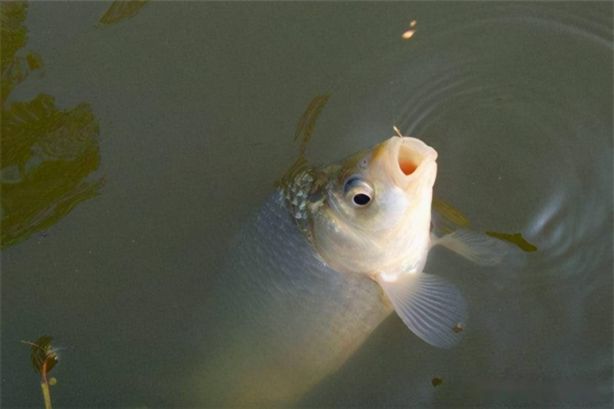 釣魚網搜搜_釣魚資訊大全_搜索釣魚