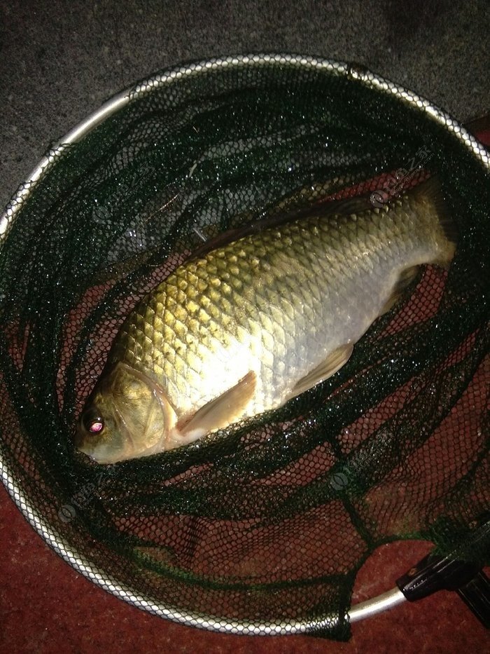 夜釣鯽魚怎么調票_釣鯽魚夜釣_夜釣鯽魚技巧