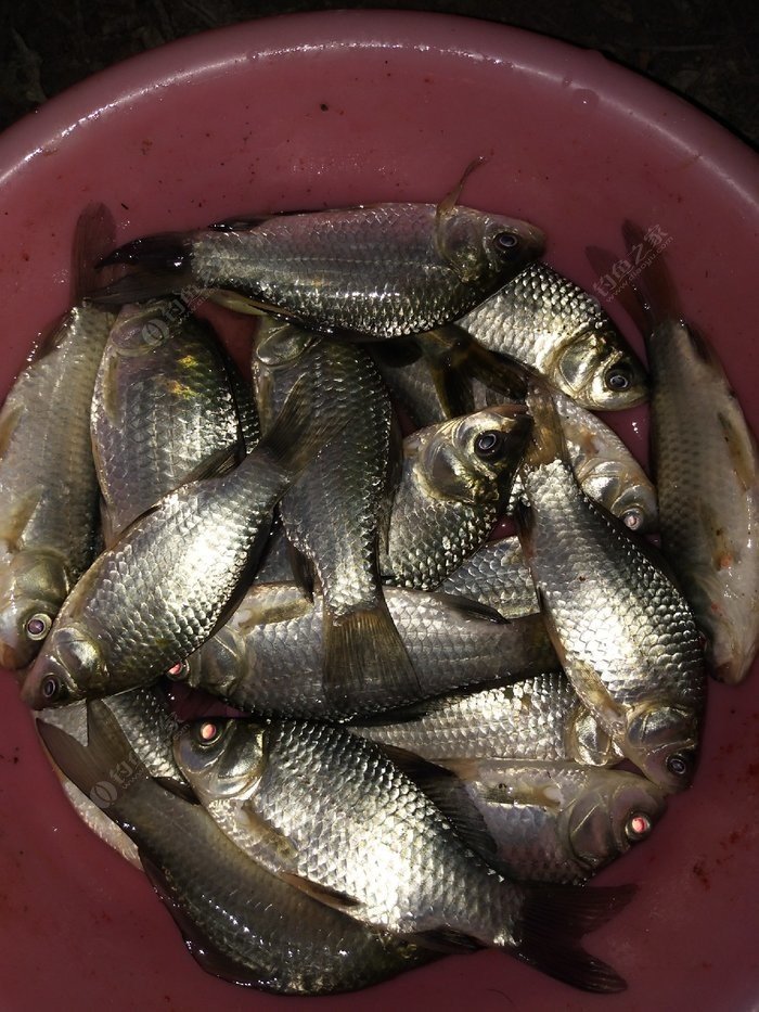 夜釣鯽魚怎么調票_釣鯽魚夜釣_夜釣鯽魚技巧
