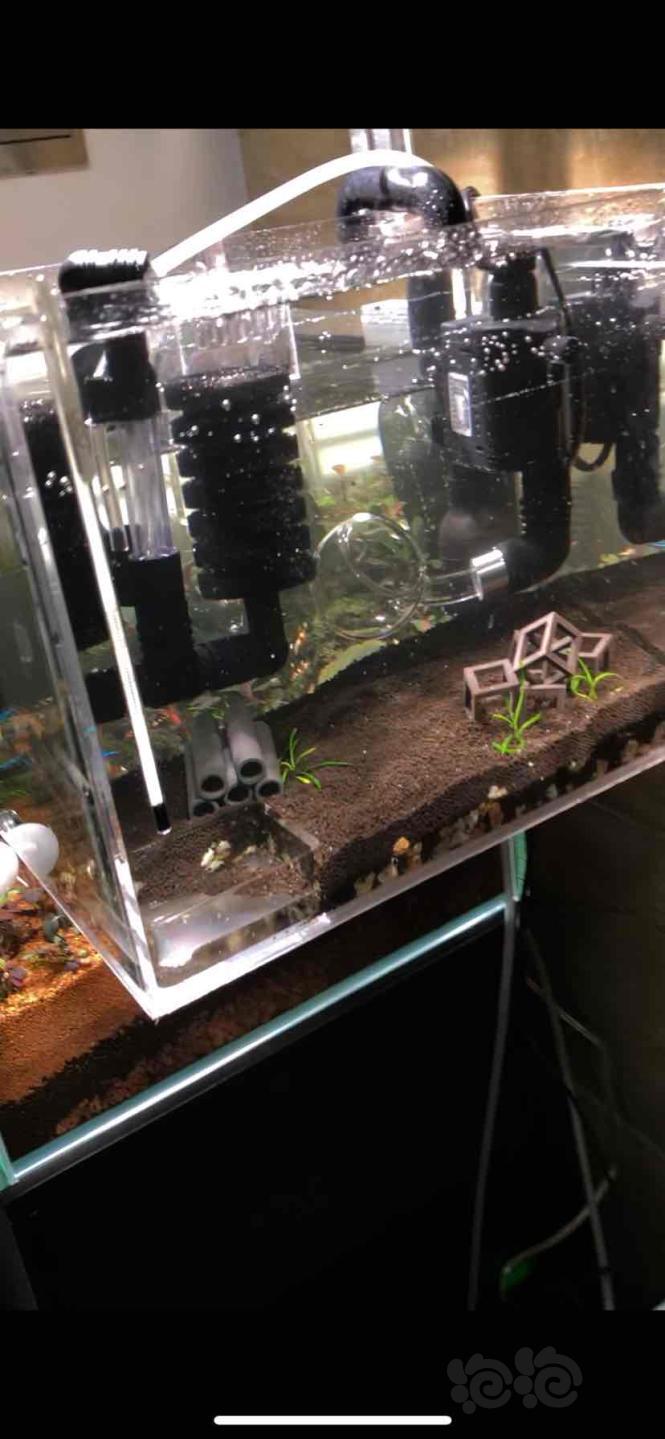 水族繁殖啥比較賺錢_水族養殖技術_水族繁殖