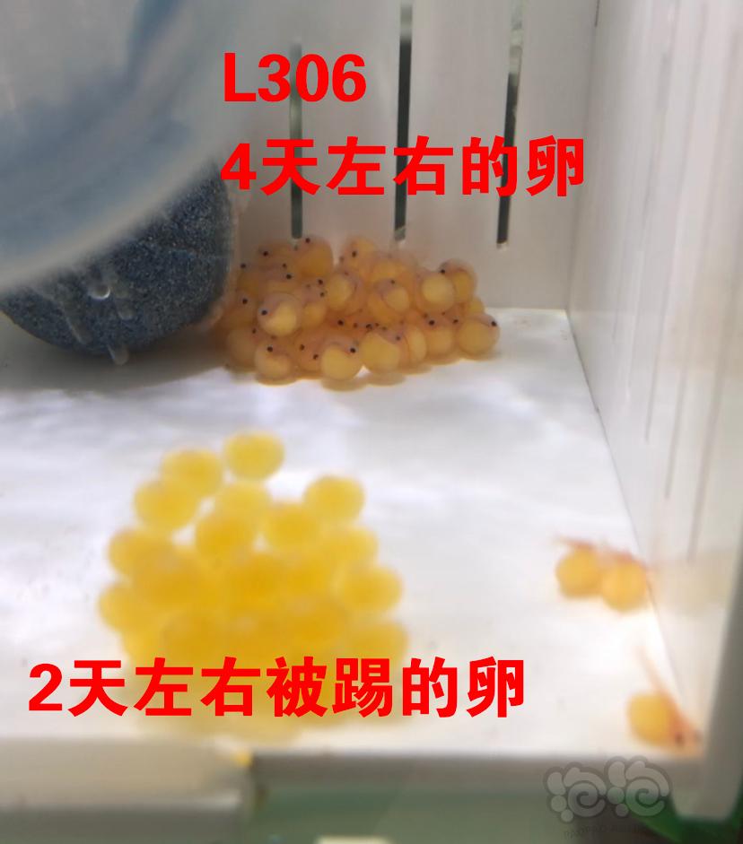 水族養殖_水族箱繁殖的海水魚_水族繁殖