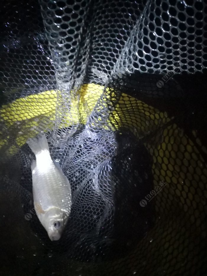 釣鯽魚夜釣最佳時間_夜釣鯽魚怎么調票_夜釣鯽魚技巧