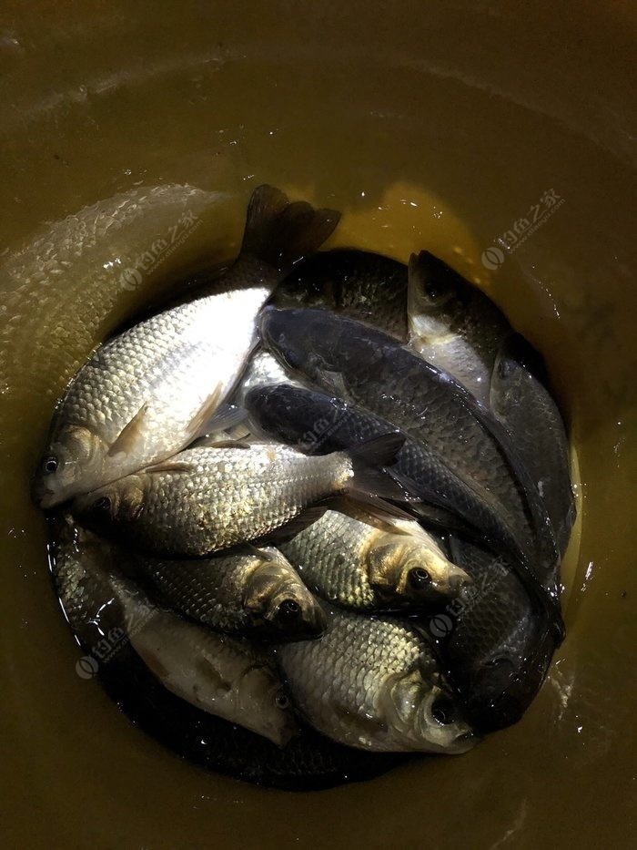 夜釣鯽魚技巧_夜釣鯽魚怎么調票_釣鯽魚夜釣最佳時間