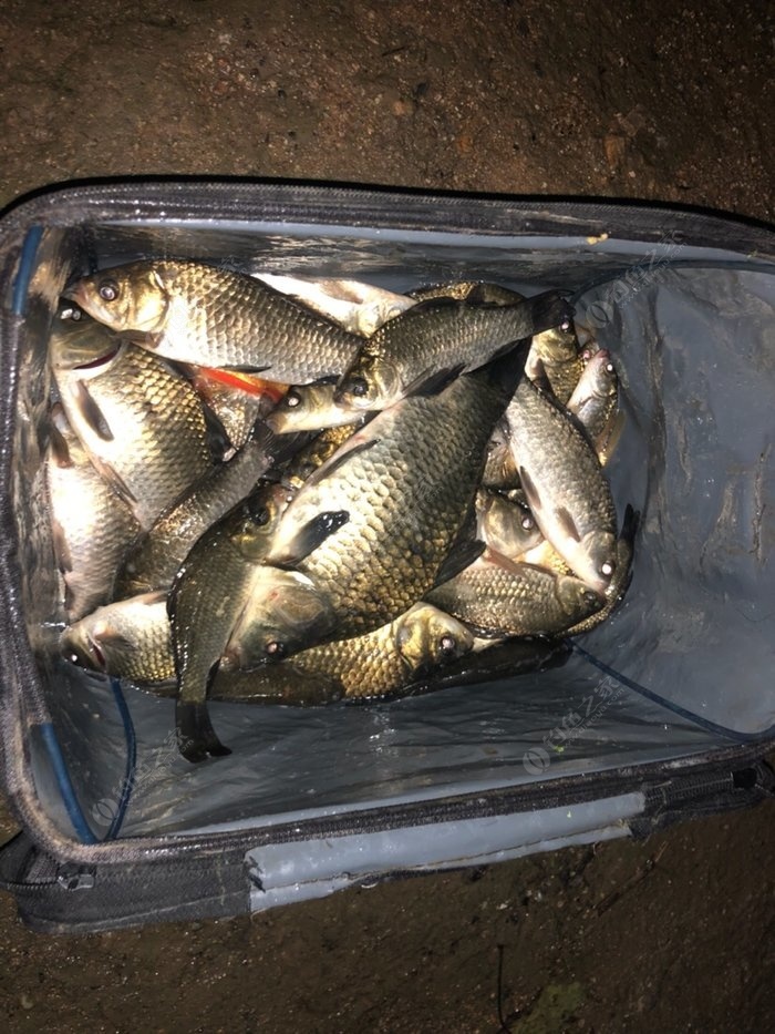 釣鯽魚夜釣最佳時間_夜釣鯽魚怎么調票_夜釣鯽魚技巧