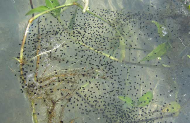 太陽魚什么魚_魚太陽打一字_魚太陽成語