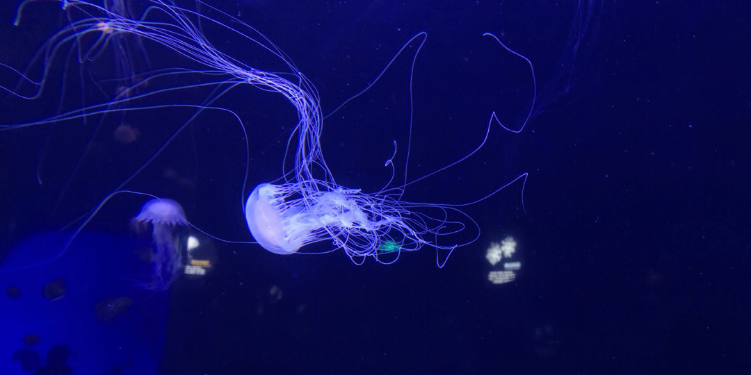 水族繁殖 >艷驚游客常年展示水母20種進入青島海洋科技館