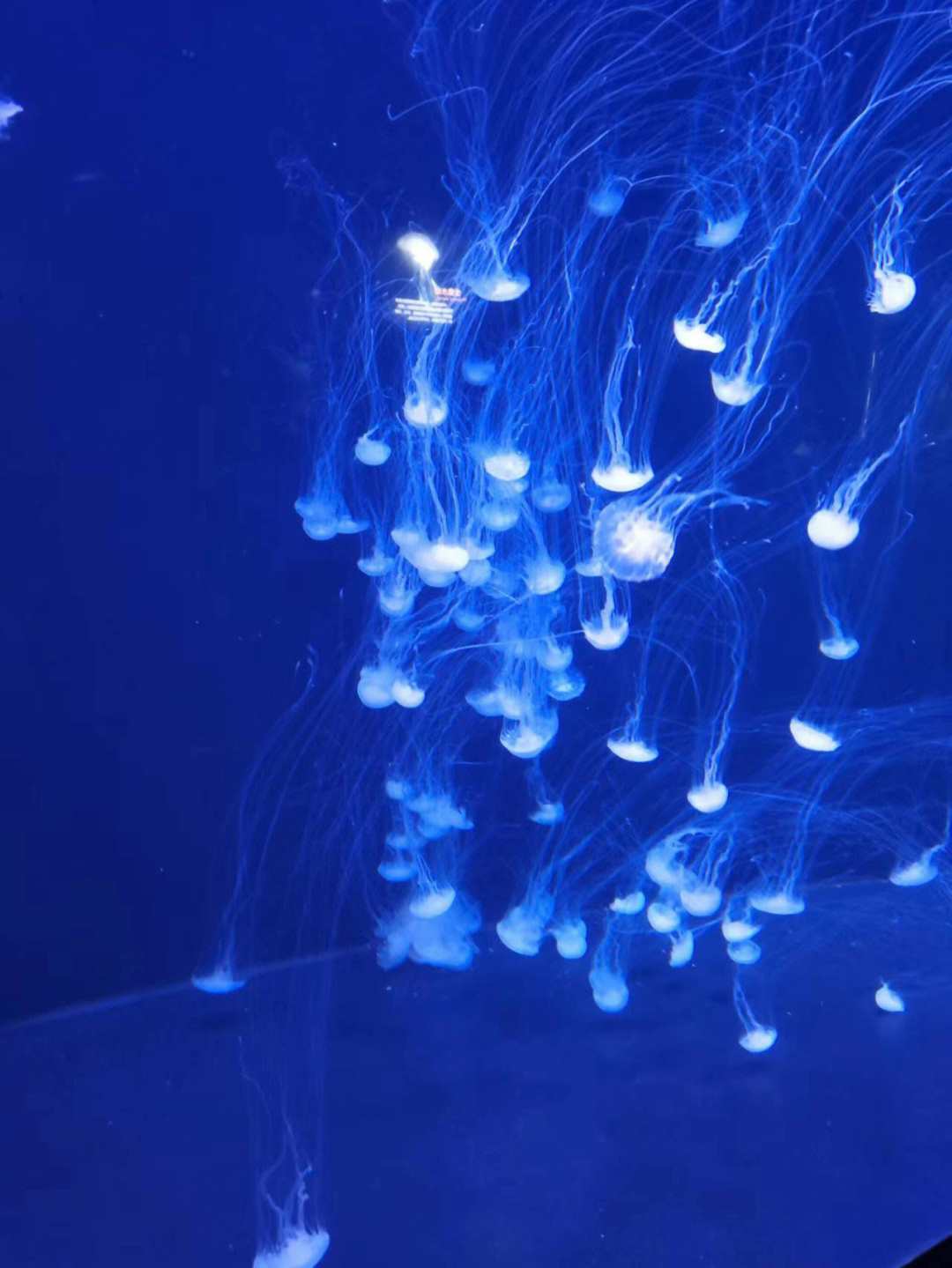 水族繁殖_水族養殖技術_水族養殖