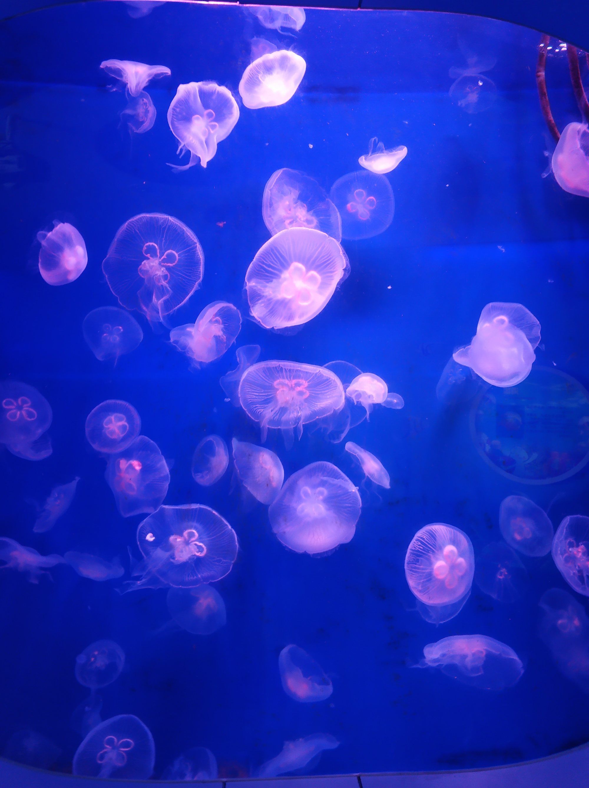 水族繁殖_水族養殖技術_水族養殖