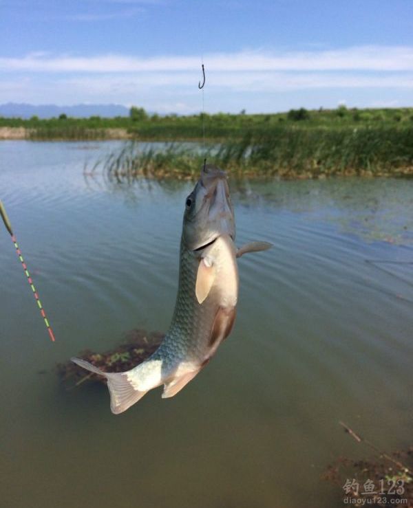 伊勢尼魚鉤型號圖_伊勢尼魚鉤號碼_標準伊勢尼鉤號與尺寸表