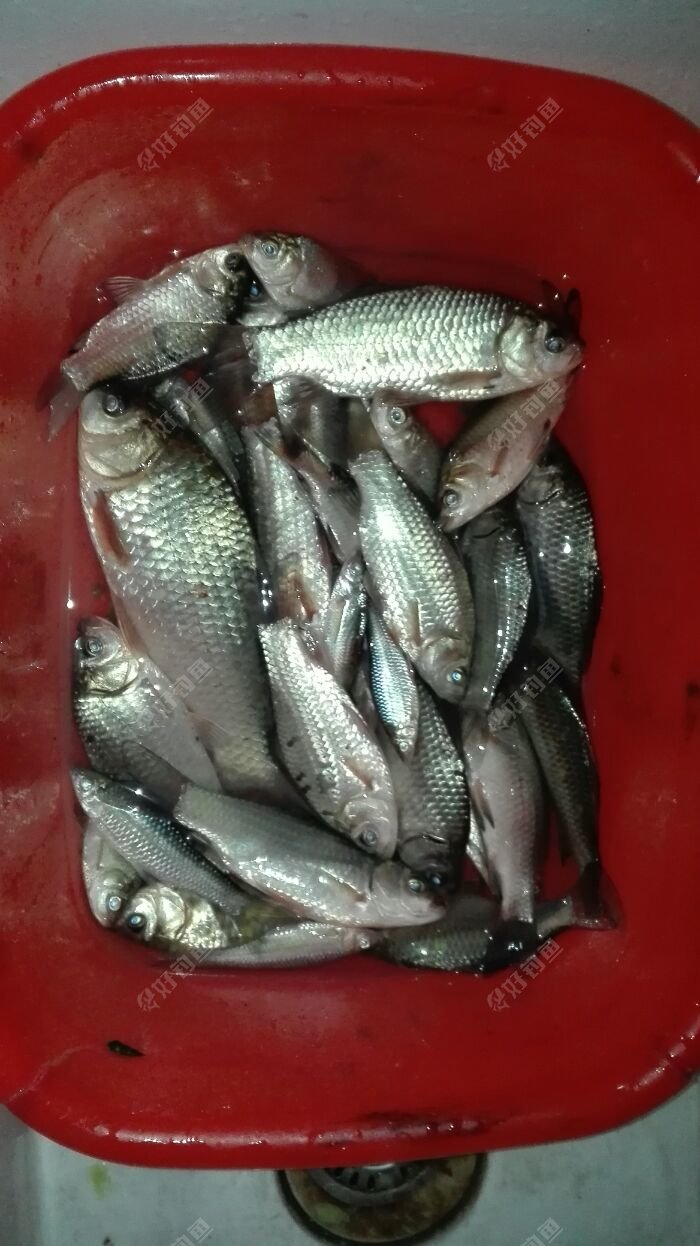 野釣鯽魚技巧夜釣技巧大全_釣鯽魚夜釣最佳時間_夜釣鯽魚技巧